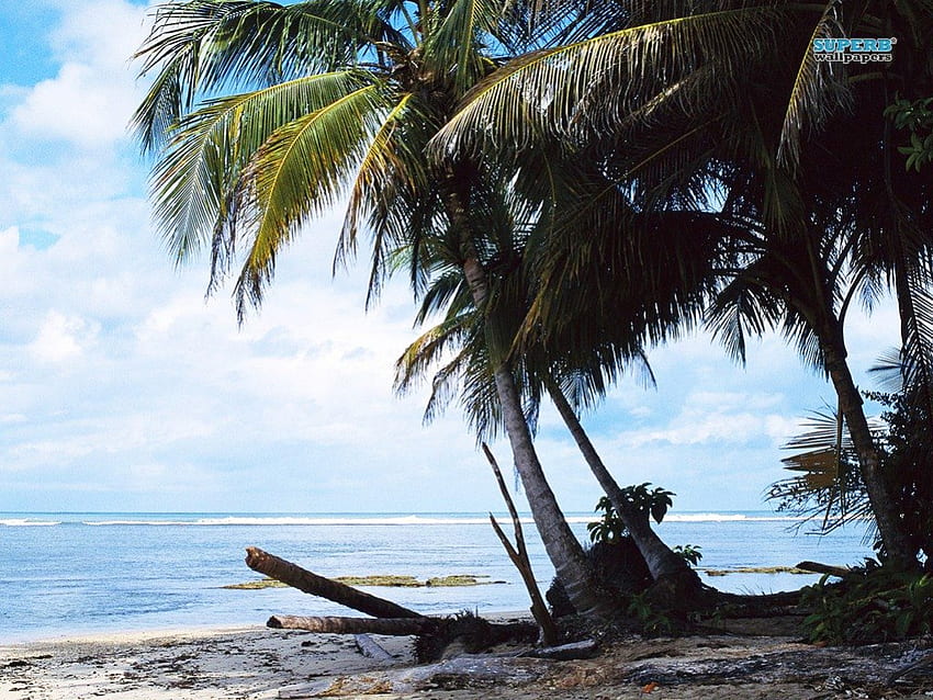 Хубаво място за сянка, Коста Рика, пясък, дървета, рай, океан, плаж HD тапет