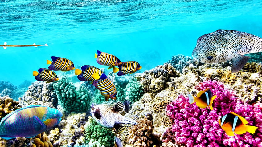 Reef, Great Barrier Reef HD wallpaper | Pxfuel