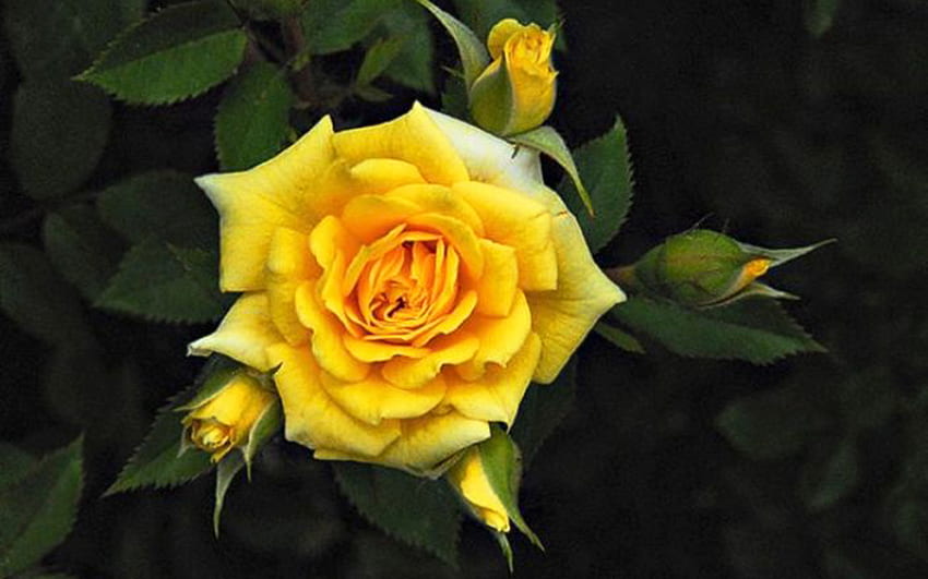 Yellow rose, nature, flowers, roses, yellow HD wallpaper