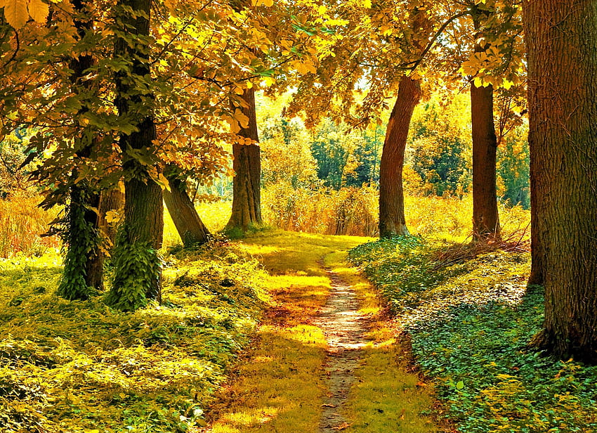 Autumn the sun path trees leaves green HD wallpaper | Pxfuel
