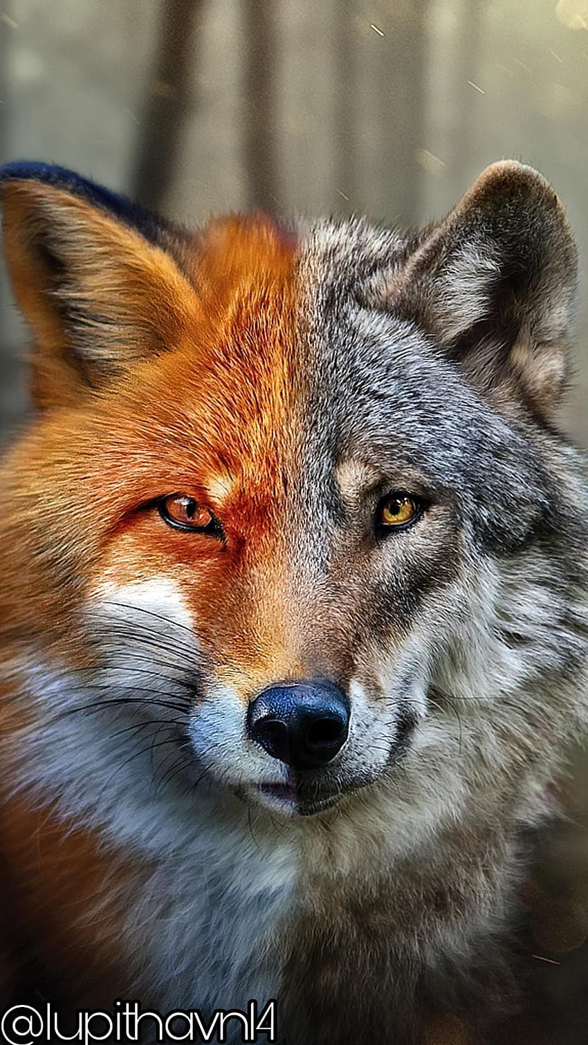 foxwolf HD phone wallpaper