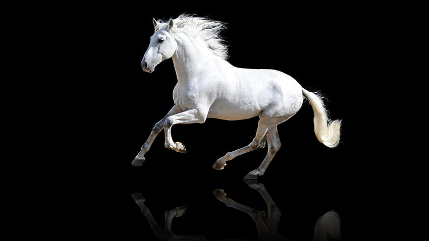 Kuda Putih Berlatar Belakang Hitam Wallpaper HD