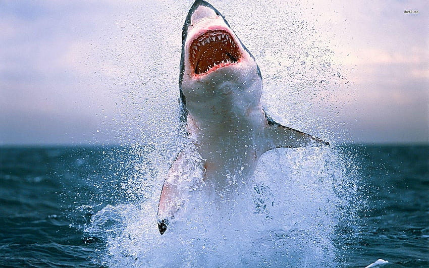 Great White, Shark Breaching HD wallpaper