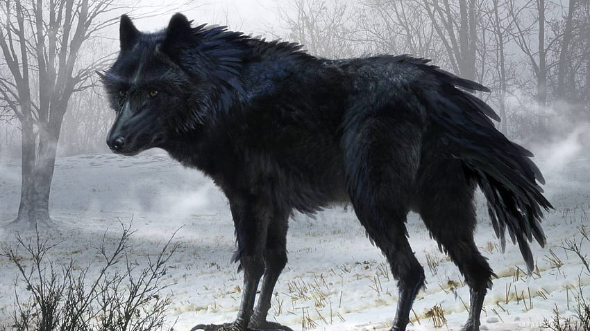 Black Wolf, Twilight Wolf HD wallpaper | Pxfuel
