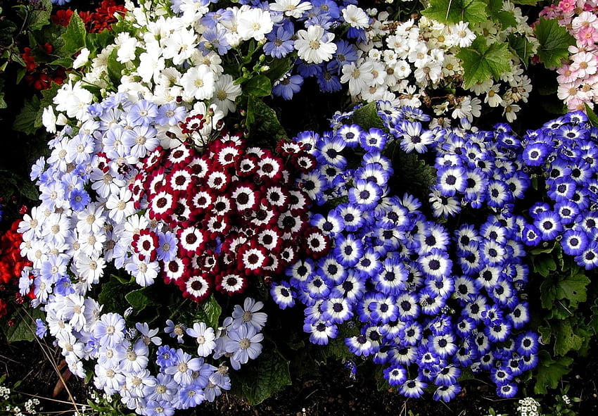 Flowers, Bright, Flower Bed, Flowerbed, Different, Cineraria HD wallpaper