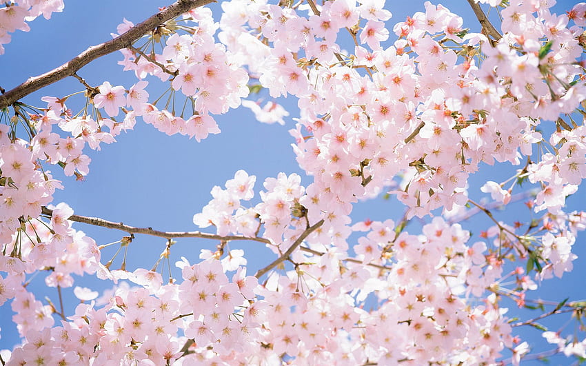 桜の木の背景、日本の春 高画質の壁紙