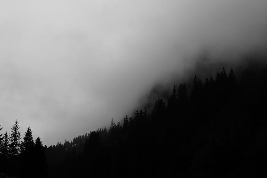 Árboles, Oscuro, Bosque, Niebla, Bw, Chb fondo de pantalla