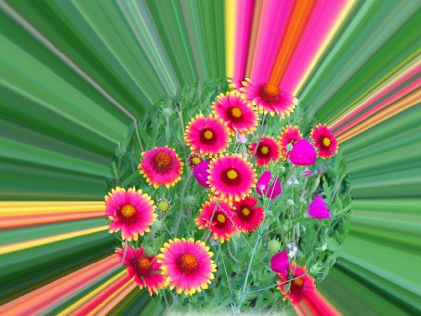 Bola da Primavera, raios, grama, primavera, roxo, rosa, vigas, flor, verde, bola, florescendo papel de parede HD