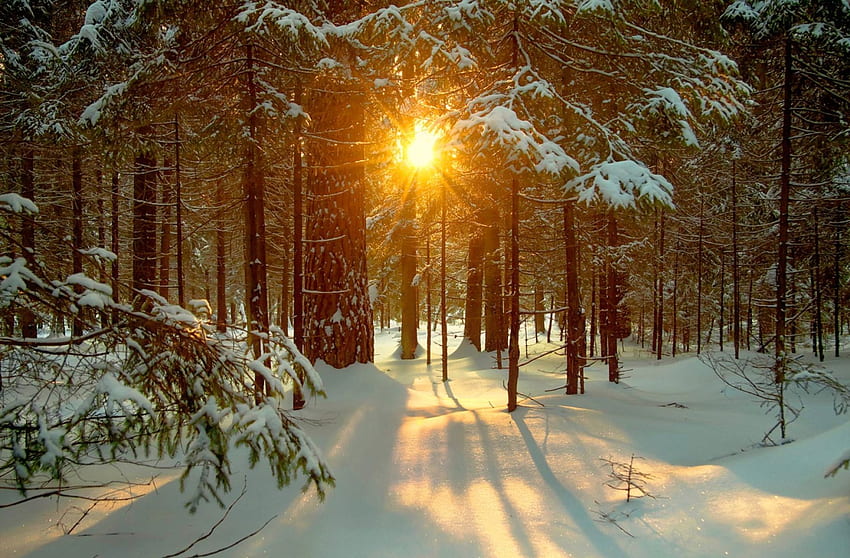 Winter forest, sunshine, rays, winter, woods, sunlight, beautiful, sunrise, snow, trees, nature, lovely, forest HD wallpaper