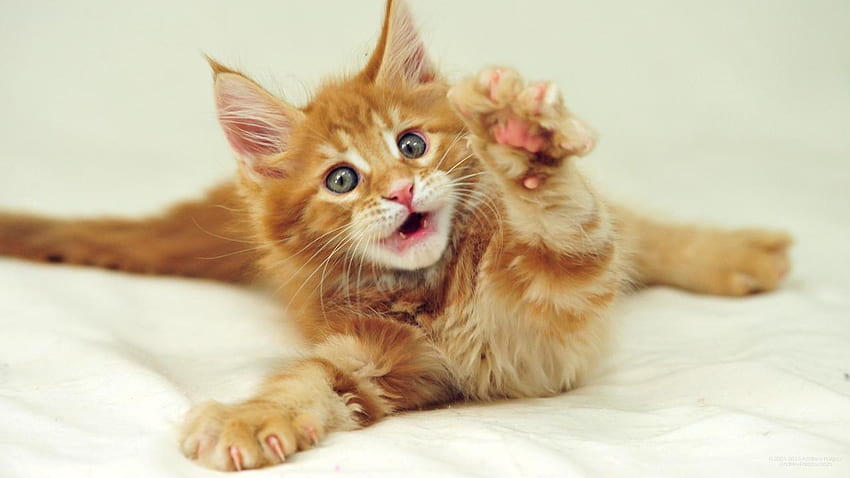 Cute little red Maine Coon cat with gray eyes - , , !, Orange Maine Coon HD wallpaper