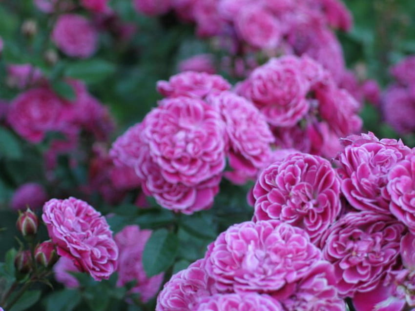 ROSE GARDEN FOR TALANA, rose, purple, garden, talana HD wallpaper