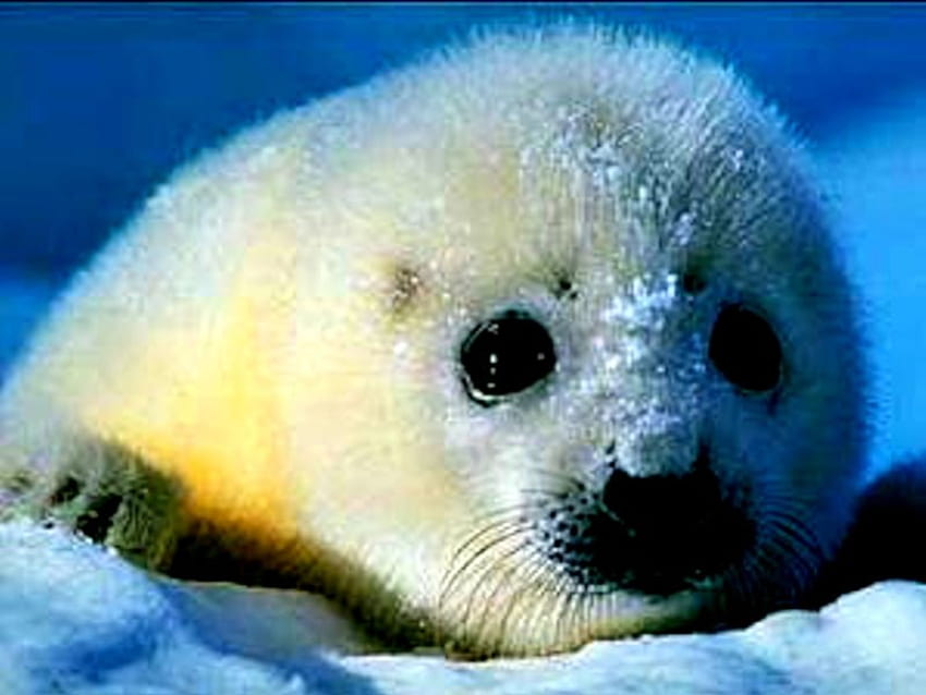Бебе гренландски тюлен!!, бебе, тюленче HD тапет