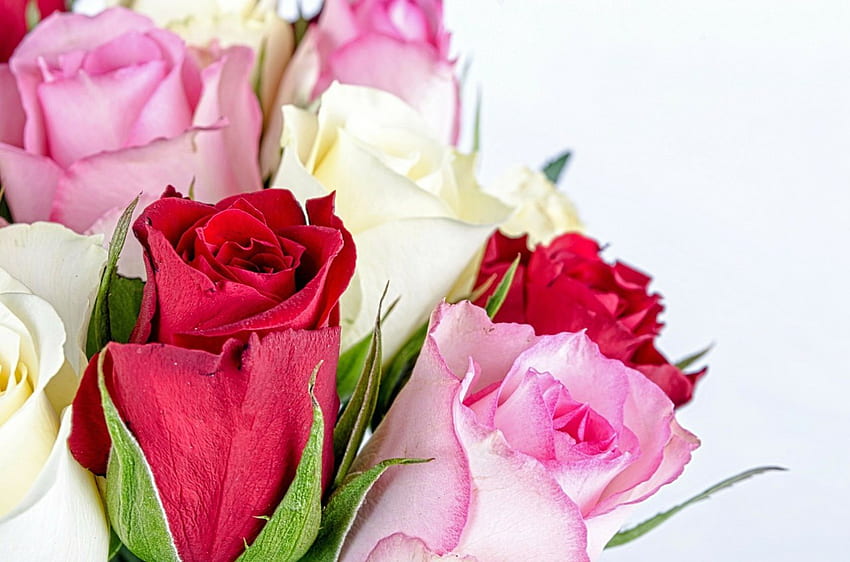 Roses!, bouquet, nature, flowers, roses HD wallpaper