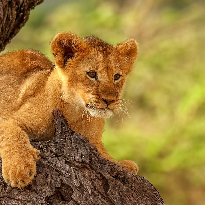lion cub, cute, animal, ipad air, ipad air 2, ipad 3, ipad 4, ipad mini 2, ipad mini 3, , background, 26350 HD phone wallpaper
