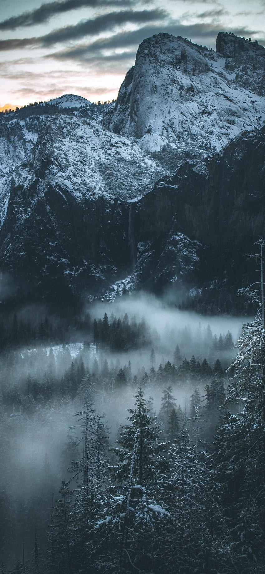 fog covered forest iPhone X HD phone wallpaper