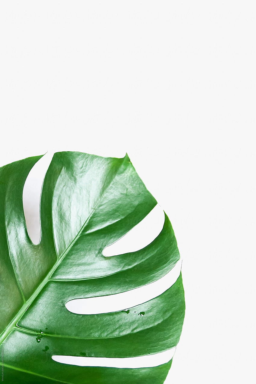 Philodendron Leaf by Vera Lair. Leaf graphy, Philodendron leaves, Leaves iphone HD phone wallpaper