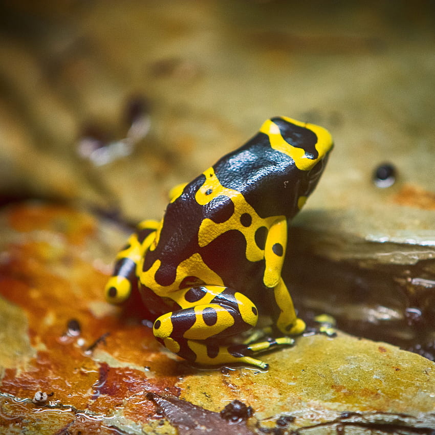 frog, yellow, spotted ipad pro 12.9, Golden Frog HD phone wallpaper