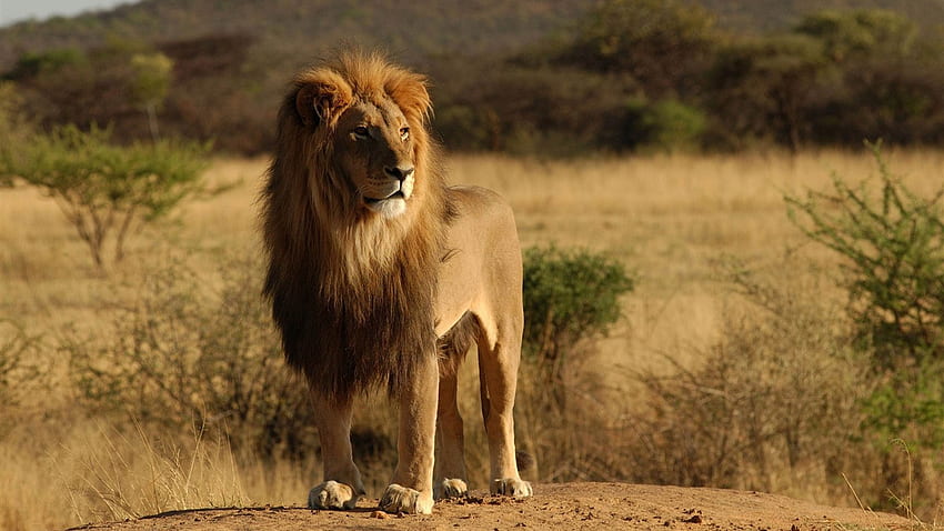 Stunning Lion Stand With Confidence Full - Lion In The Wild - -, Sad Lion HD wallpaper
