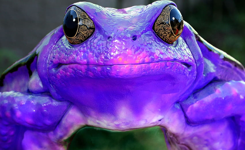 Purple Frog Sick Frog High Definition Amazing Cool For Windows Apple . The HD wallpaper