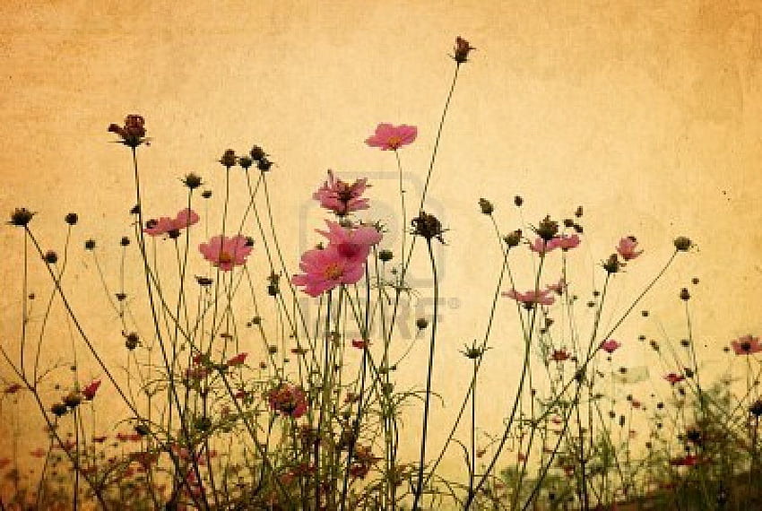 Vintage Vintage Fall Flower Hd Wallpaper Pxfuel