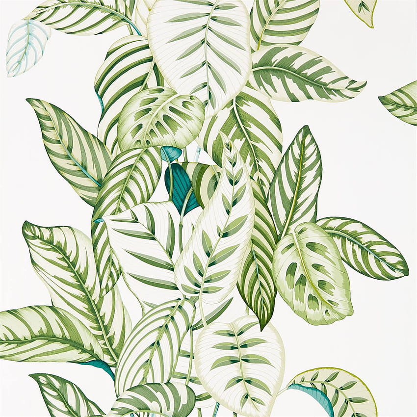 Sanderson Calathea 216630 . Botanical Green. Fashion HD phone wallpaper