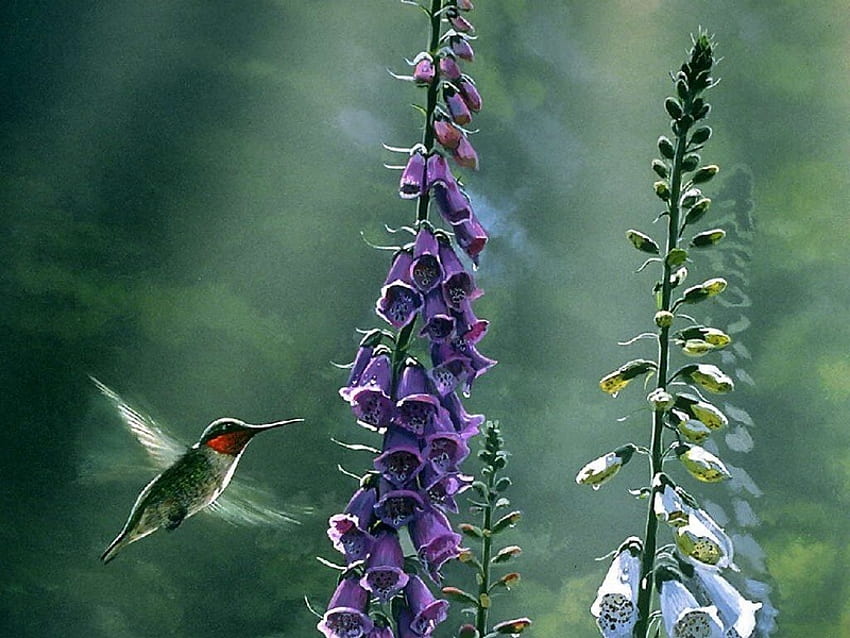 nektar, mgła, ptak, koliber, przyroda, kwiaty Tapeta HD