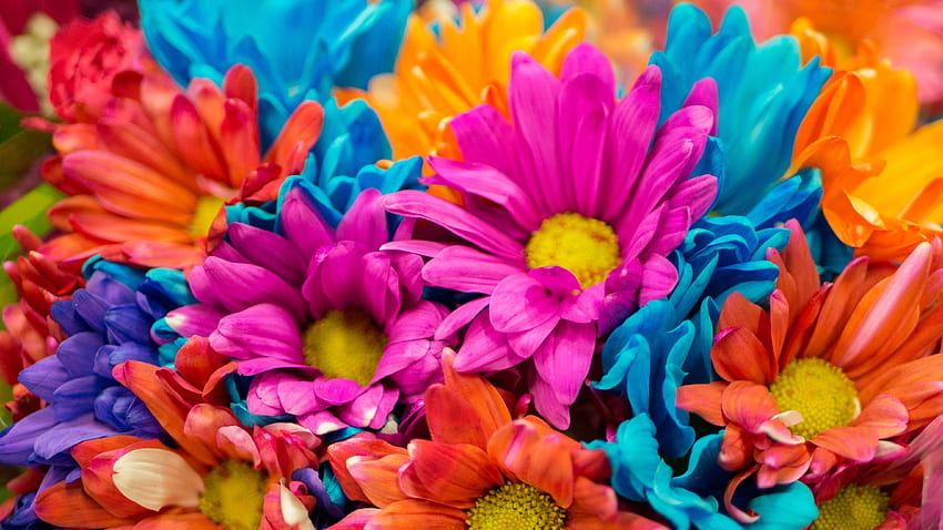 Dahlia flowers , Colorful, Bloom, Pink, Orange, Vibrant, Flowers, Blue Dahlia HD wallpaper