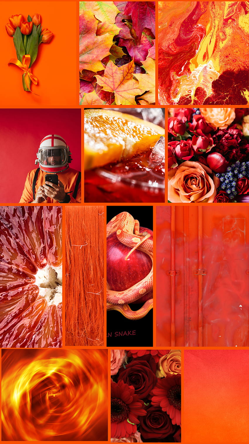 Orange Red Collage, pomme, fleurs, serpent, sang Fond d'écran de téléphone HD