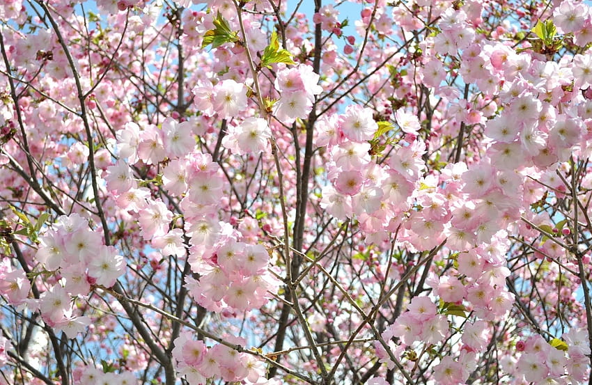 wiosna, kwiaty, niebo, sakura, gałęzie, kwiat, kwitnienie, zielenie Tapeta HD