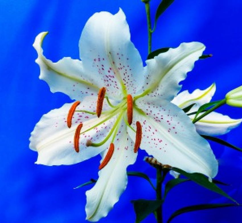 Lily!, white, nature, flower, lily HD wallpaper | Pxfuel
