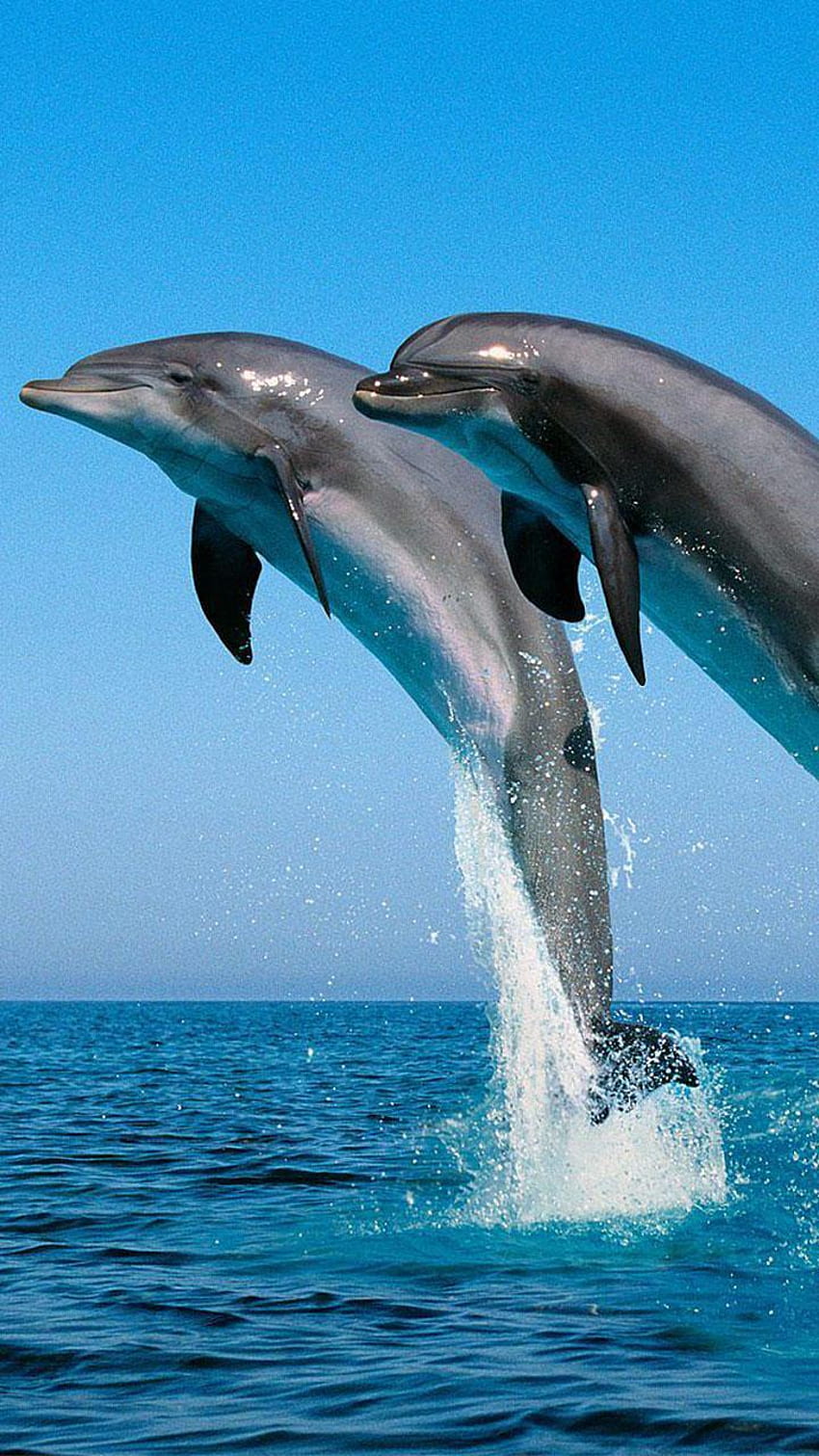 Dolphin Live for Android, Cute Dolphin HD phone wallpaper