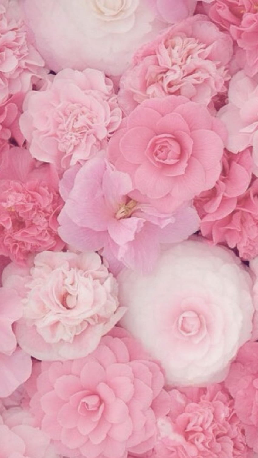 iPhone de flor rosa, lindo floral Papel de parede de celular HD