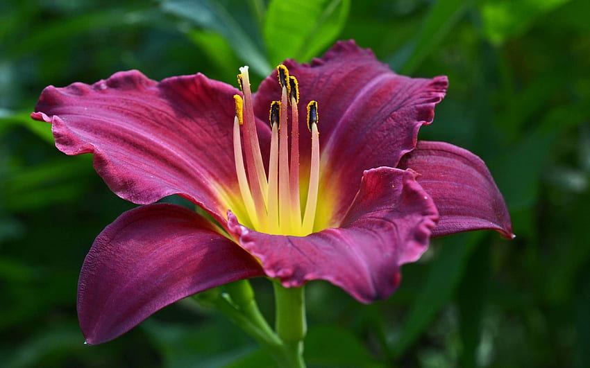 Day lily, cerise, pink, graphy, pretty, nature, flowers, lilies HD wallpaper