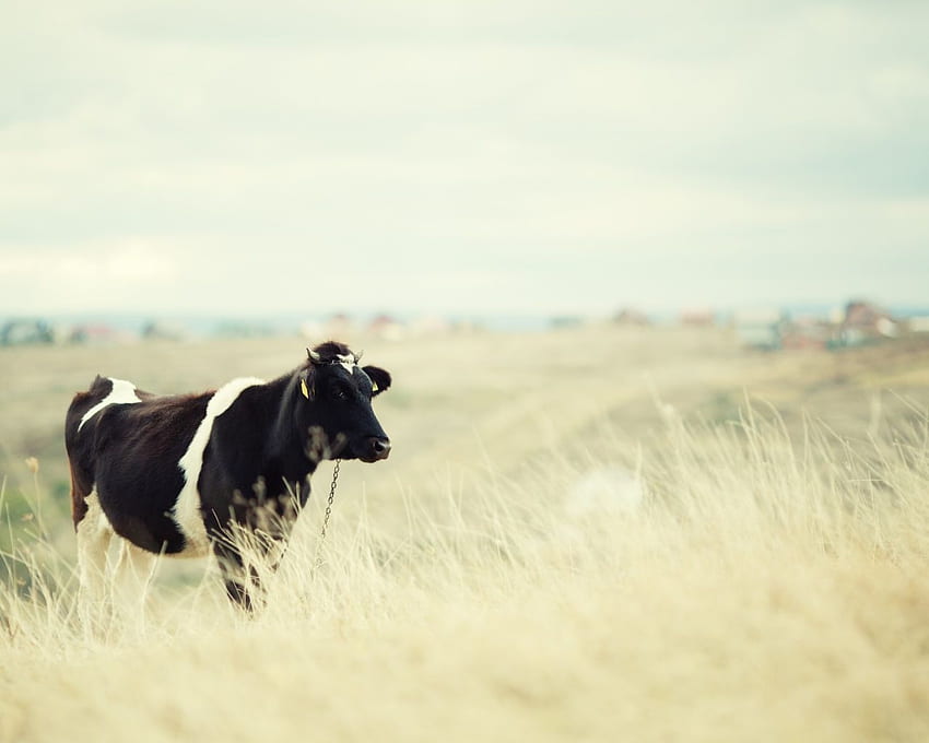 Krowa na polu PC i Mac, Dairy Farm Tapeta HD