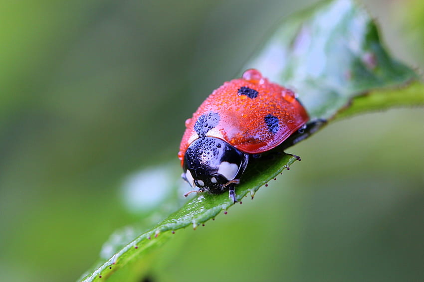 Macro, Close-Up, Insect, Ladybug, Ladybird HD wallpaper