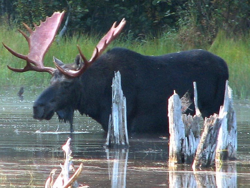 moose , lake, grazing, old bull HD wallpaper
