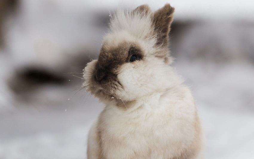 Tiere, flauschig, Ohren, Kaninchen, dekorativ HD-Hintergrundbild