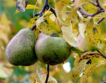 Pear Tree Orchard  Free photo on Pixabay  Pixabay