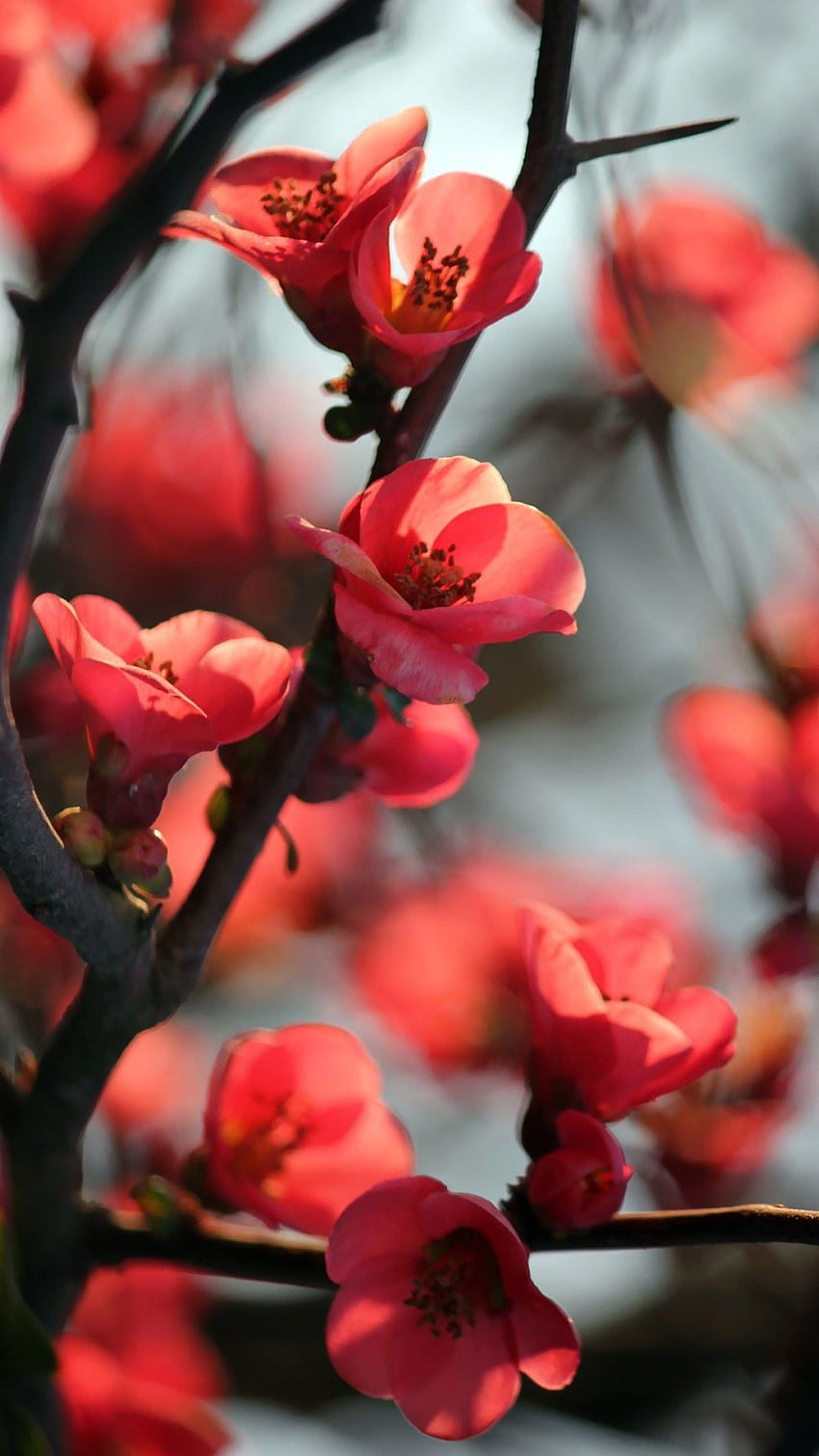 Lindas flores chinesas da Ásia. Flores de ameixa e lótus IPhone Papel de parede de celular HD