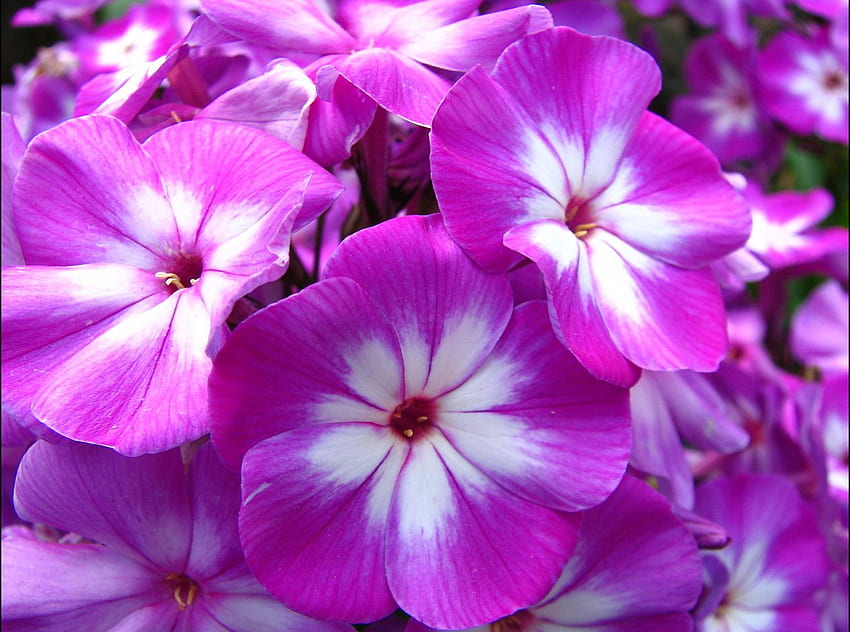 Fiori viola, bianco, natura, fiori, viola Sfondo HD