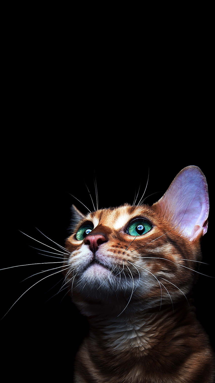 CAT AMOLED PHONE . Cat , Beautiful cat, Cat aesthetic, Weird Cat HD phone wallpaper