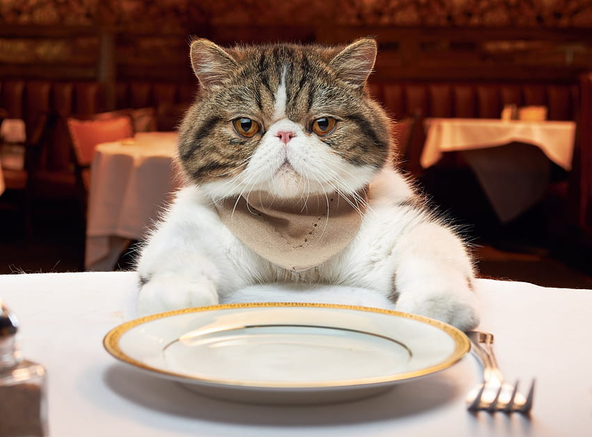 In attesa di cena, pisica, animale, tavola, cena, gatto, divertente, piatto Sfondo HD