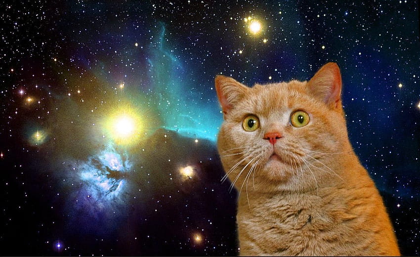 Kosmiczny Kot, Fajny Kosmiczny Kot Tapeta HD
