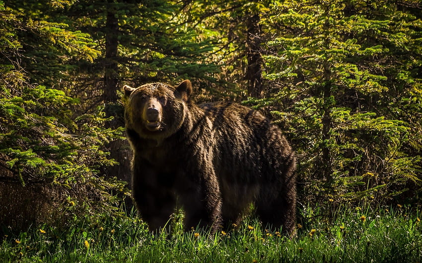 animals, Bears, Forest / and Mobile Background, Forest Wildlife HD wallpaper