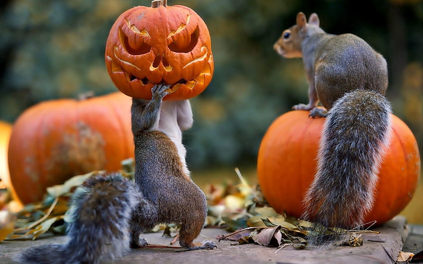 Animals, Squirrel, Halloween, Pumpkin, Mask HD wallpaper