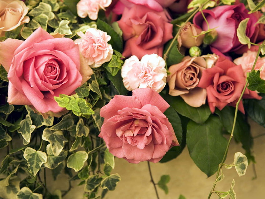イングリッシュローズ - 桃の花 - - teahub.io, English Rose Garden 高画質の壁紙