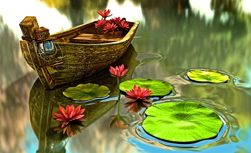 (2560×1563). Liliowce, lilie wodne, staw z liliami wodnymi Tapeta HD