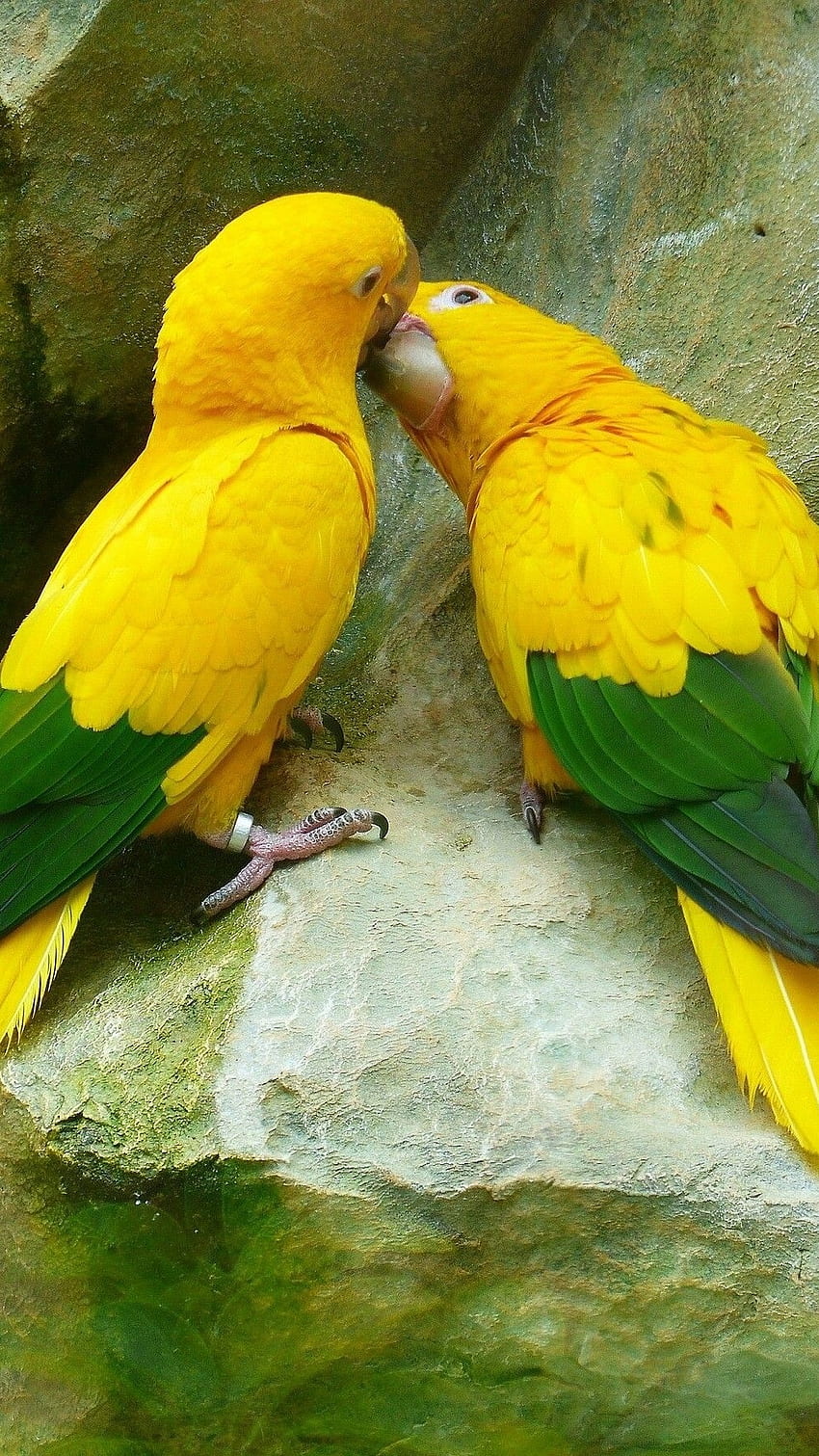 Liebe Vögel, süß, Vögel HD-Handy-Hintergrundbild
