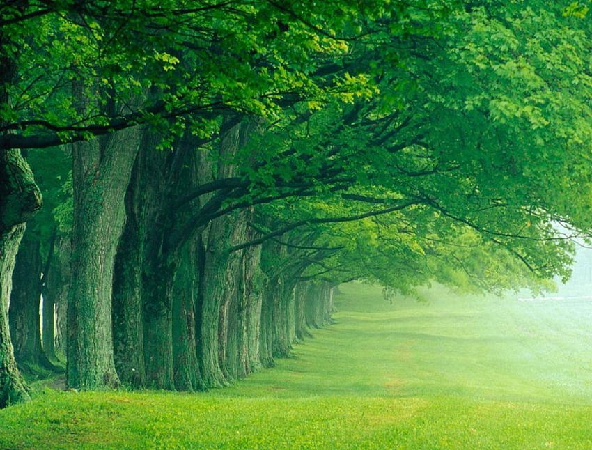 Camino pasivo, camino, pasivo, verde, árboles, hierba. fondo de pantalla