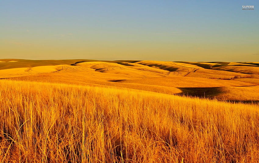 Dry Grass Fields . Dry Grass Fields stock HD wallpaper